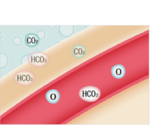 重炭酸血管吸収図2.gif